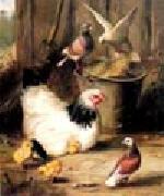 unknow artist Hen chicken and pigeon oil painting picture wholesale